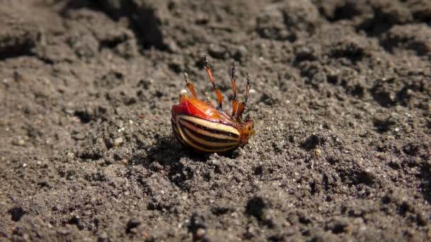 杀虫剂后的科罗拉多马铃薯甲虫死亡. — 图库视频影像