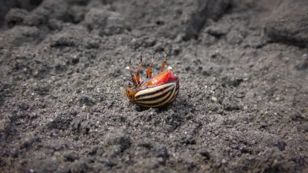 Dood van Coloradokever na insecticide. — Stockvideo