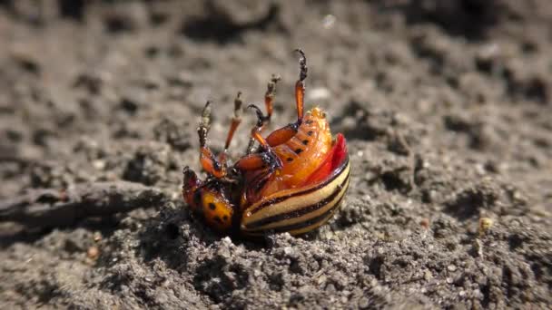 Muerte del escarabajo de la patata de Colorado después del insecticida . — Vídeo de stock