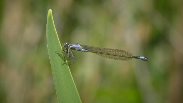 Északi Bluet (Enallagma-cyathigerum). — Stock videók