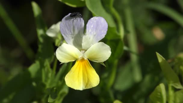 Skalbaggen som lyfter från blomman styvmorsviol. — Stockvideo