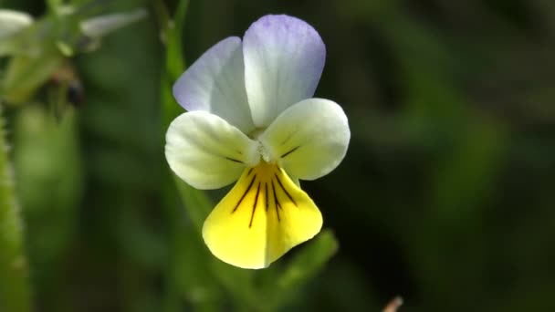 Flor Pansy selvagem (Viola tricolor ). — Vídeo de Stock