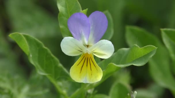 Flor Pansy selvagem (Viola tricolor ). — Vídeo de Stock