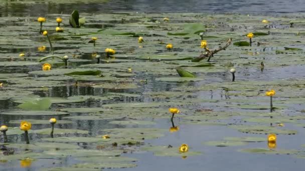 Желтая кувшинка или желтая кувшинка (Nuphar lutea ). — стоковое видео