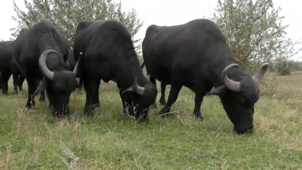 Buffalo afrykańskie lub przylądek Buffalo (Syncerus Caffer). — Wideo stockowe