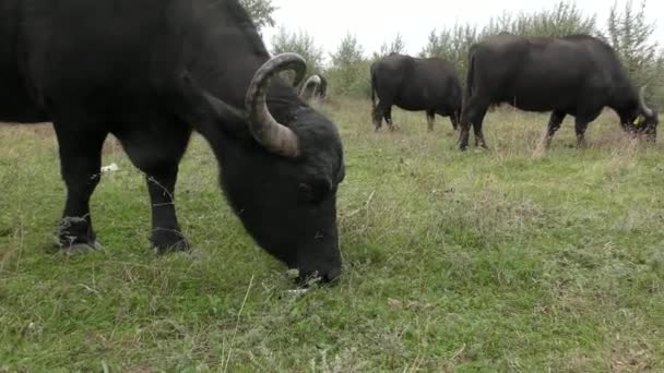 Buffalo d'Afrique ou Cape Buffalo (Syncerus Caffer).