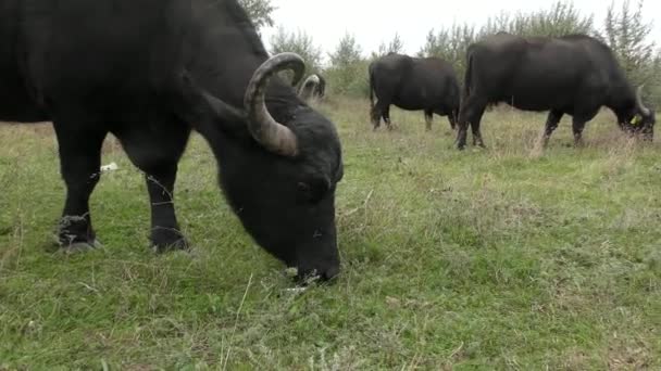 Búfalo africano o búfalo del cabo (Syncerus Caffer ). — Vídeos de Stock