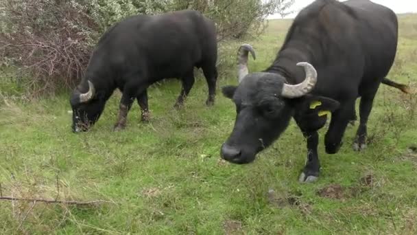Buffalo afrykańskie lub przylądek Buffalo (Syncerus Caffer). — Wideo stockowe