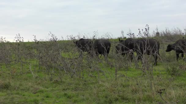 Afrikaanse buffel of kaap buffel (Syncerus Caffer). — Stockvideo