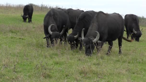 Afrika Bizonu veya Bufalo Burnu (Syncerus Caffer). — Stok video