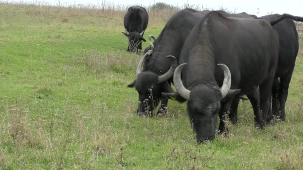 African buffalo or Cape buffalo (Syncerus caffer). — Stock Video