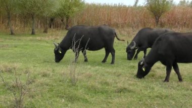 Afrika Bizonu veya Bufalo Burnu (Syncerus Caffer).