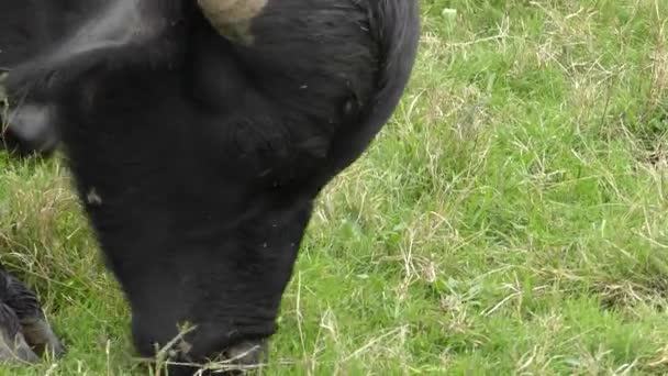 African buffalo or Cape buffalo (Syncerus caffer). — Stock Video