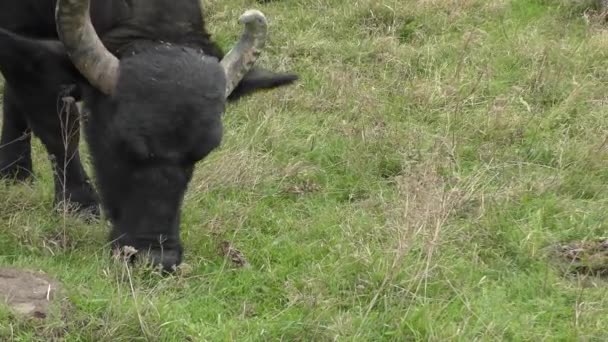 African buffalo or Cape buffalo (Syncerus caffer). — Stock Video