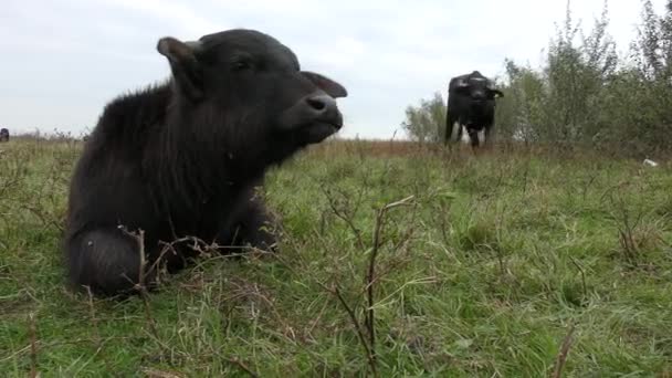 Африканський буйвол або мис Буффало (Syncerus Caffer). — стокове відео