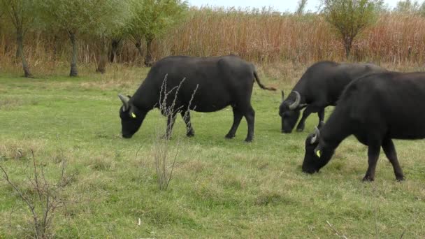 Buffalo Africano ou Cabo Buffalo (Syncerus Caffer ). — Vídeo de Stock
