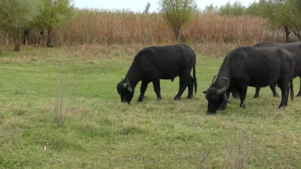 Búfalo africano o búfalo del cabo (Syncerus Caffer ). — Vídeos de Stock