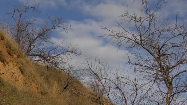 Ξηρά δέντρα κατά ένα συννεφιασμένο ουρανό: μια πλαγιά άγονες πηλό της εκβολής του ποταμού. — Αρχείο Βίντεο