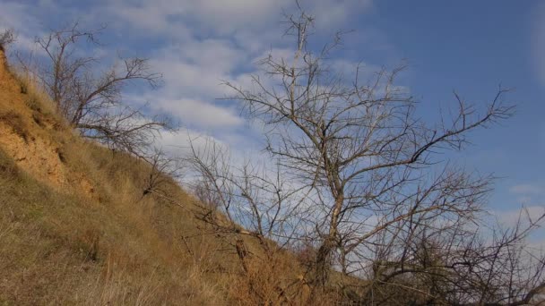 Suche drzewa przeciw zachmurzone niebo: stok z suchych gliny ujście. — Wideo stockowe