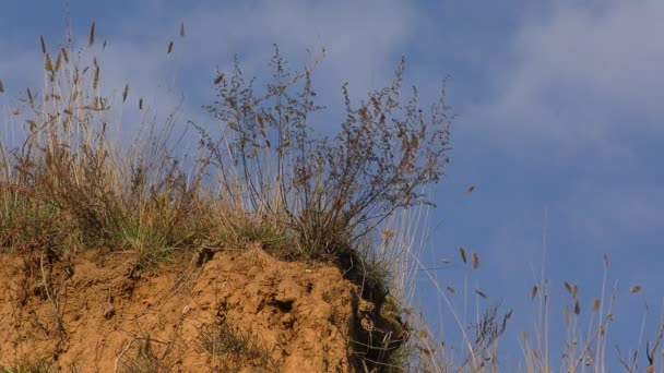 Cereais de estepe na crista do penhasco da costa argilosa do estuário . — Vídeo de Stock