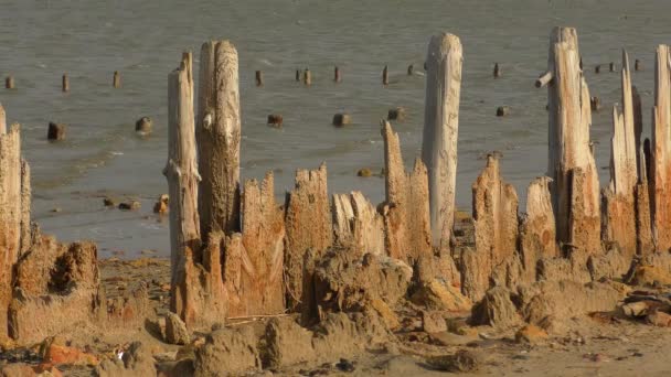 Remains of an old dam for the extraction of salt in the estuary. — Stock Video