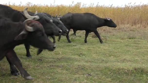 Afrikansk buffel eller Cape Buffalo (Syncerus Caffer)). — Stockvideo