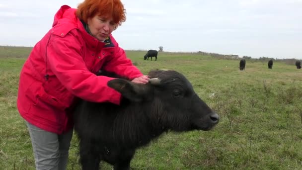 アフリカ水牛またはケープバッファロー Syncerus Caffer ウクライナ プレスツアーのジャーナリストのためのリハビリテーション — ストック動画