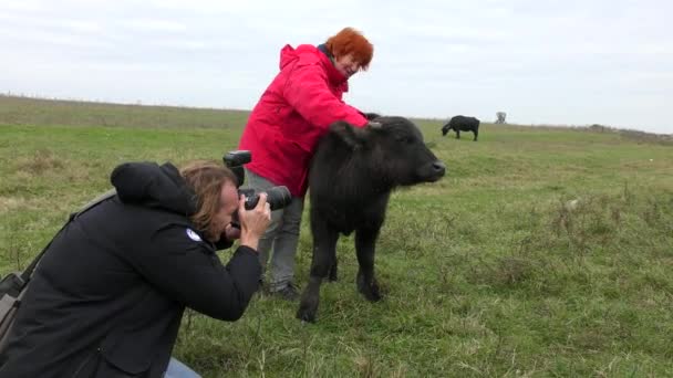 Afrika Bizonu veya Bufalo Burnu (Syncerus Caffer). — Stok video