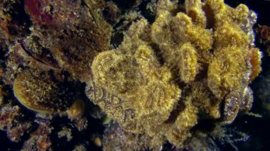 Altın yıldız Tunicate (Botryllus schlosseri).