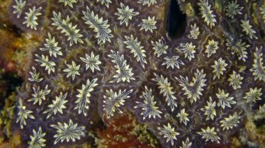 Altın yıldız Tunicate (Botryllus schlosseri).