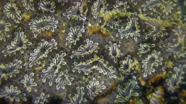 Altın yıldız Tunicate (Botryllus schlosseri).