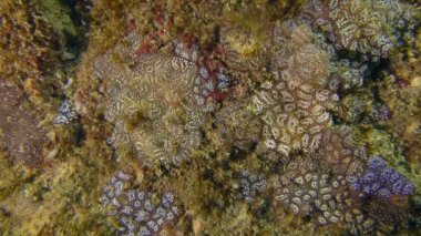 Altın yıldız Tunicate (Botryllus schlosseri).
