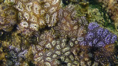 Altın yıldız Tunicate (Botryllus schlosseri).