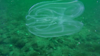 Ctenophora Amerikan tarak jöle (Mnemiopsis leidyi).
