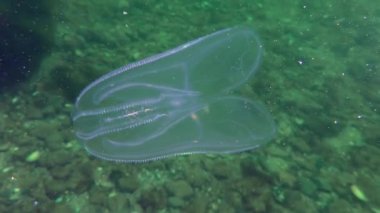 Ctenophora Amerikan tarak jöle (Mnemiopsis leidyi).