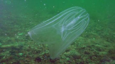 Ctenophora Amerikan tarak jöle (Mnemiopsis leidyi).