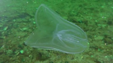 Ctenophora Amerikan tarak jöle (Mnemiopsis leidyi).