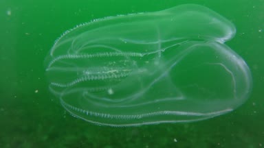 Deniz ceviz siğil gibi tarak jöle (Mnemiopsis leidyi).