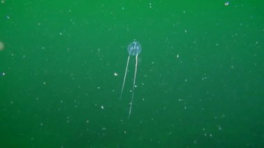 Ctenophora deniz bektaşi üzümü (Pleurobrachia pileus).