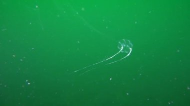 Ctenophora deniz bektaşi üzümü (Pleurobrachia pileus).