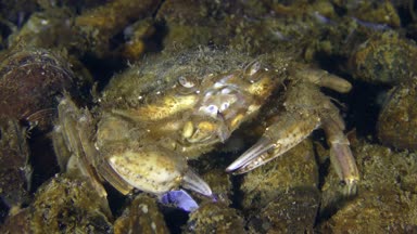 Yeşil yengeç veya Shore Yengeç (Çingene maenas): beslenme.