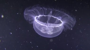 Karanlık bir arka plan üzerinde ortak denizanası (Aurelia aurita).