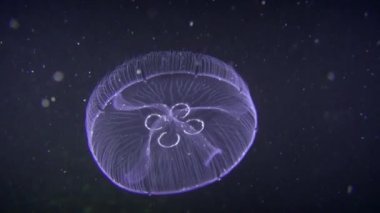 Karanlık bir arka plan üzerinde ortak denizanası (Aurelia aurita).