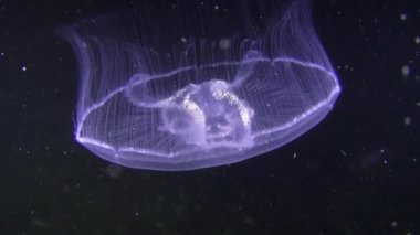 Karanlık bir arka plan üzerinde ortak denizanası (Aurelia aurita).