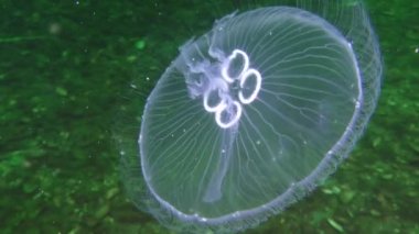 Ortak denizanası (Aurelia aurita).