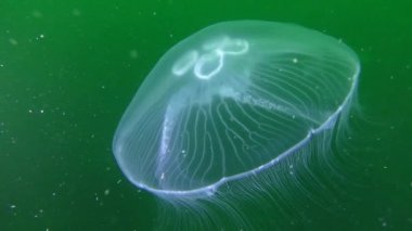 Yeşil bir arka plan üzerinde ortak denizanası (Aurelia aurita).