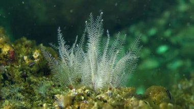 Dişli tüy Hydroid (Aglaophenia pluma).
