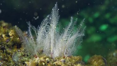 Dişli tüy Hydroid (Aglaophenia pluma).