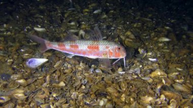 Tekir (Mullus barbatus).