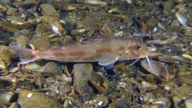 Tekir (Mullus barbatus).